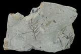 Pennsylvanian Fossil Flora Plate - Kentucky #158740-1